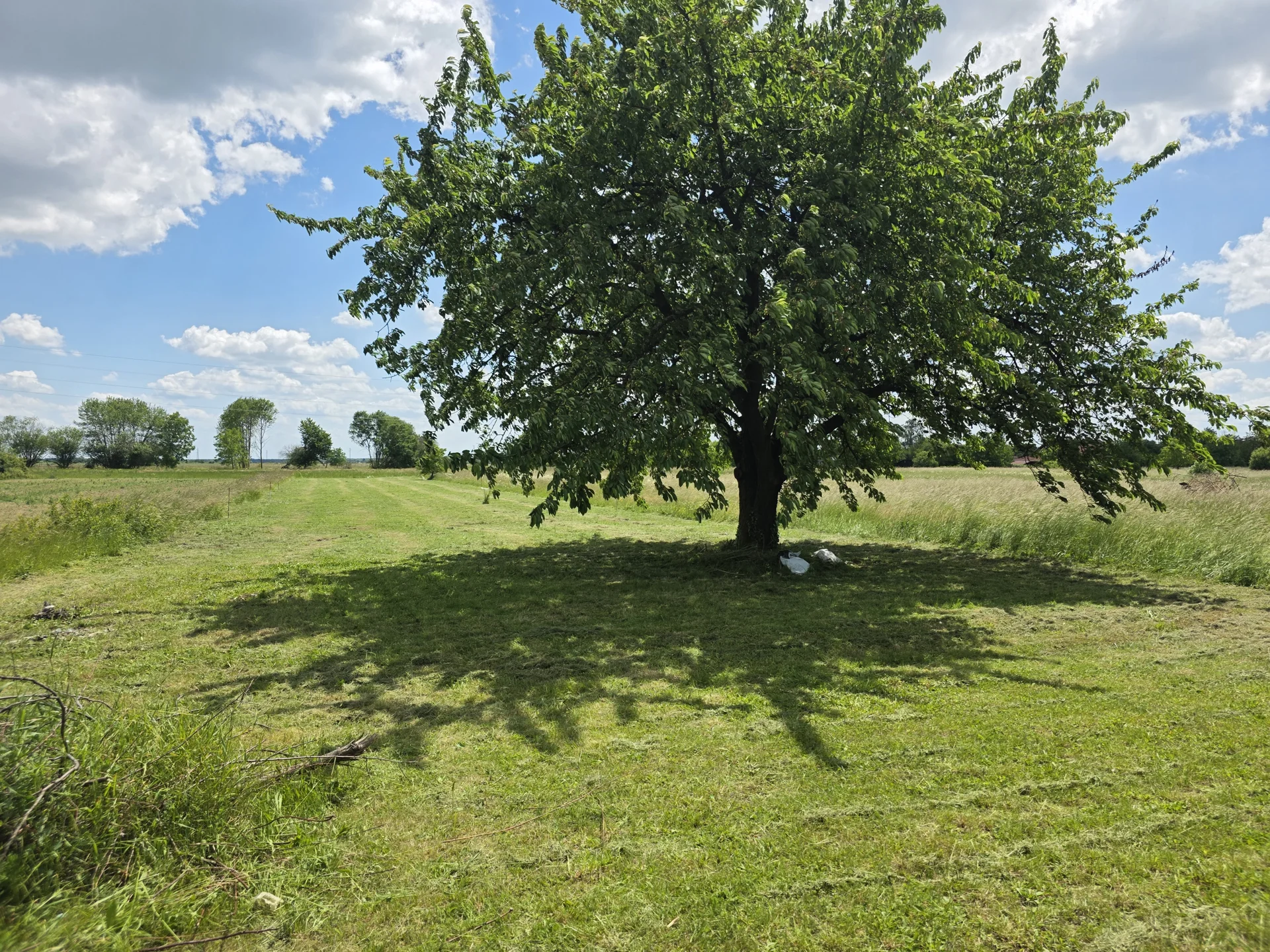 Njegovana zelena površina oko velikog stabla